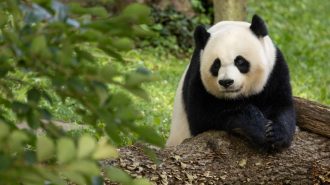 Familia panda del zoo de Washington regresó a China