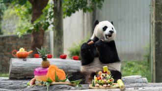 Dulce celebración: los pandas gigantes celebran un nuevo año de vida en Sichuan