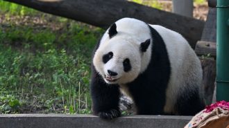 Con un verdadero festín, el panda Xi Le celebró sus 10 años