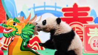 Los pandas también celebran el Año Nuevo Chino