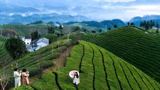 Jardines de té de Zouma: un oasis de belleza y tradición