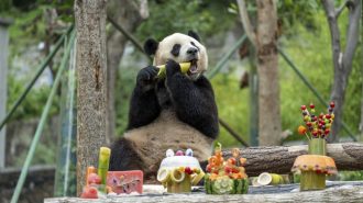 Con festín especial, el panda Fu Bao celebra su cumpleaños