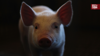 China logró mantener vivo a un paciente 171 días con un hígado de cerdo modificado