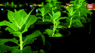 Edición genética en China: crean plantas que brillan en la oscuridad