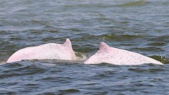 Diez delfines blancos chinos se convierten en los primeros “ciudadanos ecológicos” de Xiamen