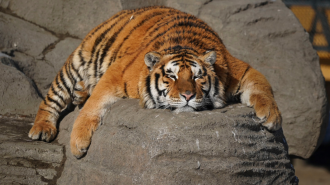 Reserva china puso a dieta a sus tigres siberianos que subieron de peso en el Año Nuevo lunar