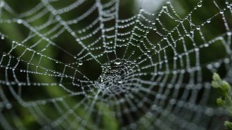 La clave genética que permitió a las arañas tejer sus telas hace 400 millones de años