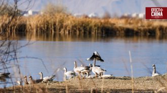 Lhalu, el humedal natural urbano de mayor altitud