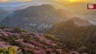 Ciruelos en flor, símbolo de resiliencia que marca la Fiesta de la Primavera en China