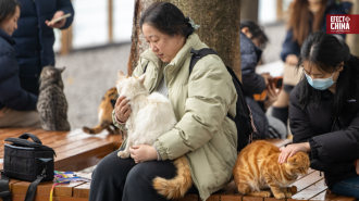 Parque temático de gatos en China rescata a felinos callejeros a orillas del Yangtsé