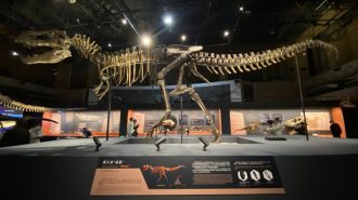 T-rex llega a Beijing: China exhibe por primera vez un esqueleto del “rey de los dinosaurios”