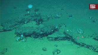 Expedición china descubrió el cementerio de ballenas más profundo y antiguo del mundo: 3,5 millones de años
