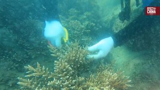 Provincia china de Hainan restaura casi 200 hectáreas de arrecifes de coral