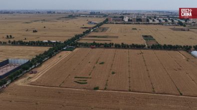 La cosecha de trigo se acerca al 60% mientras los agricultores se adelantan a las lluvias