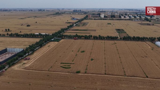 La cosecha de trigo se acerca al 60% mientras los agricultores se adelantan a las lluvias