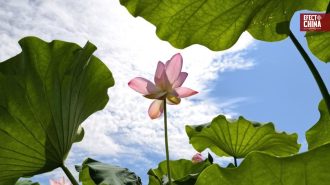 La maravillosa floración de los lotos en China