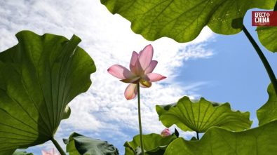 La maravillosa floración de los lotos en China