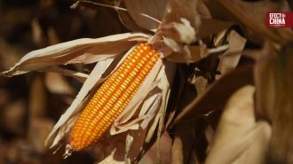 Científicos chinos desarrollaron maíz de alto contenido proteico
