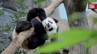 Buin Zoo busca traer un panda gigante a Chile con el apoyo ciudadano