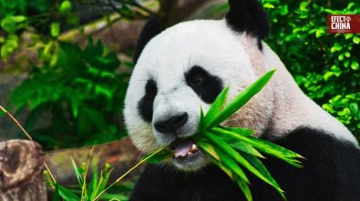 ¿Cómo funciona la “diplomacia del panda”? El complejo camino geopolítico que Buin Zoo busca abrir para Chile