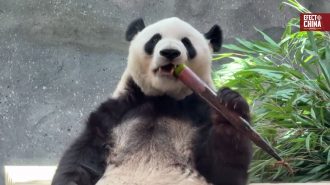 Zoológico de Beijing inaugura moderno complejo para 10 pandas gigantes