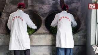 Fengqing, la tierra del té milenario en China