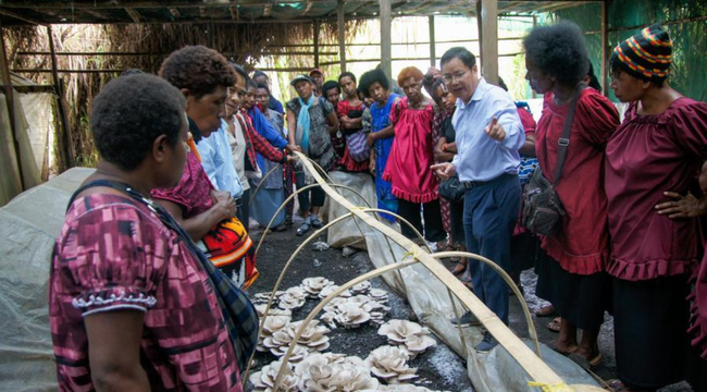 Comunidad conoce el cultivo de setas mediante la tecnología Juncao en Papúa Nueva Guinea