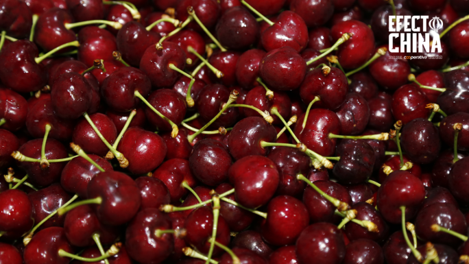 Chile y China agilizan exportaciones de fruta fresca con nuevo acuerdo