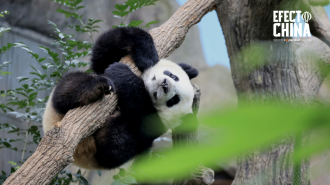 China reactiva con EEUU su “diplomacia de los pandas” durante la visita de Xi