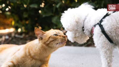 Mascotas en China: una relación que cambió al ritmo de la vida urbana