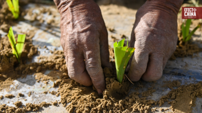 Del desierto a los rosales: la transformación ecológica del Taklimakán