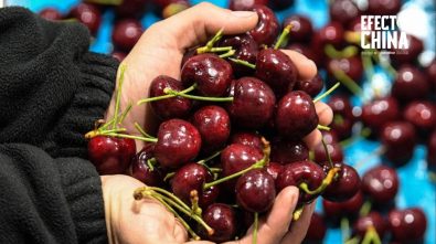 Arribaron a China los primeros lotes de cerezas chilenas de la temporada